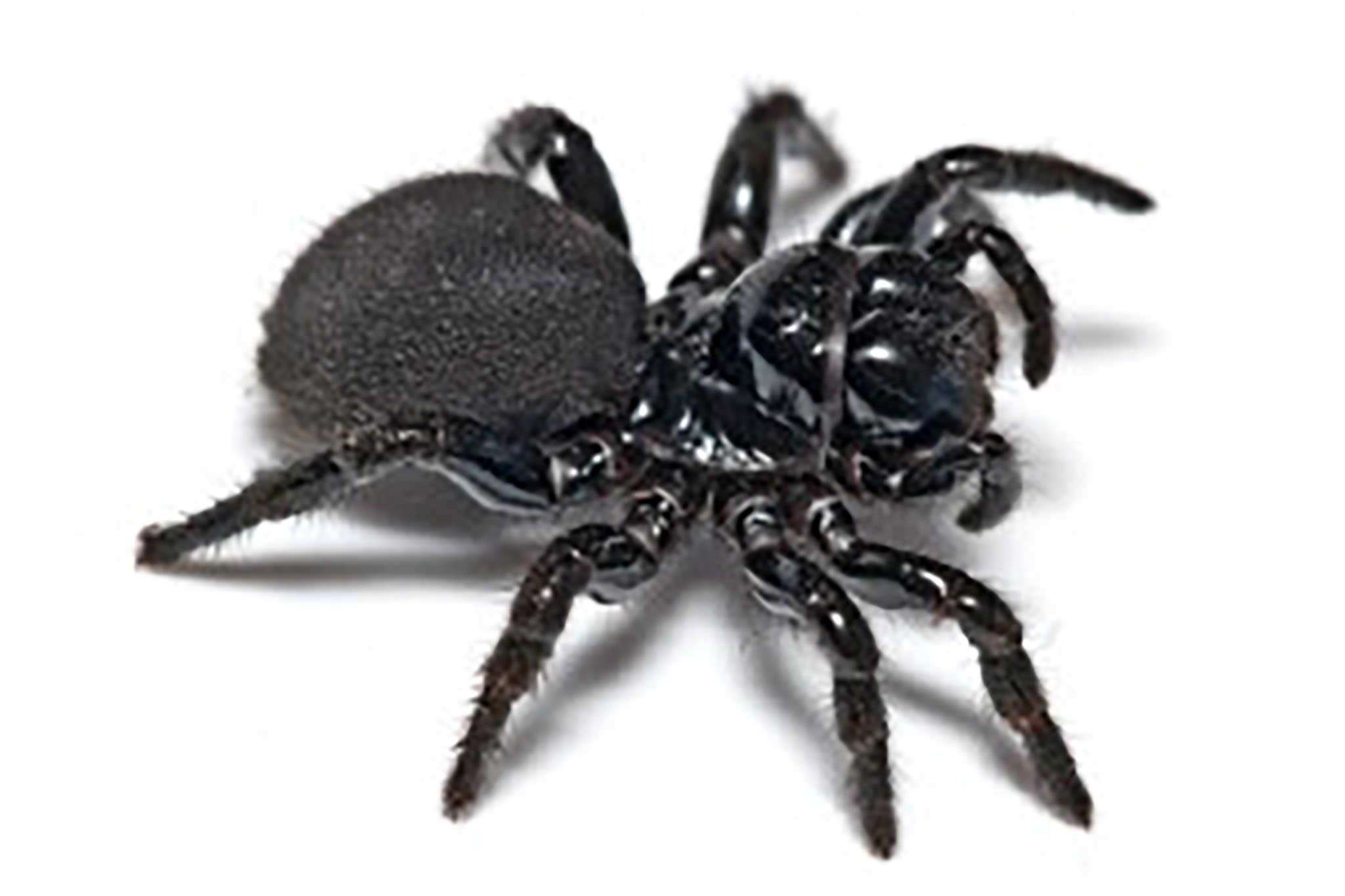 The Scholar & The Black Spider – The Wight Stuff