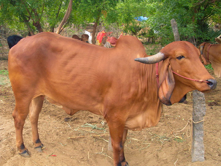 Intaj Cow What’s for tea? – The Wight Stuff